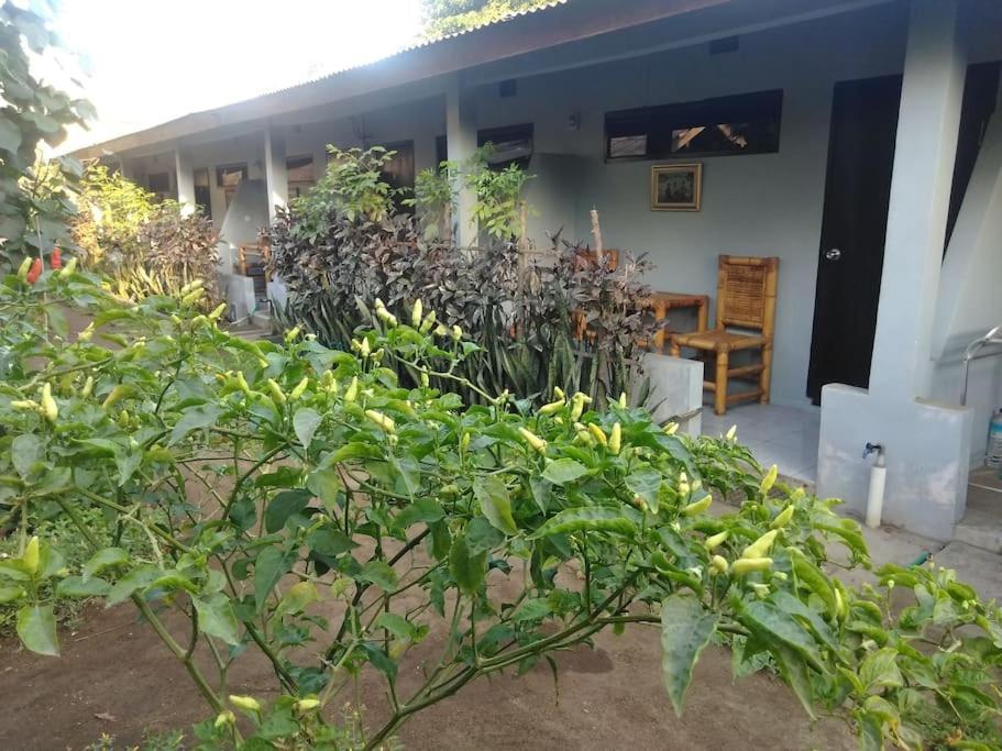 Mbah Mek Trawangan Homestay Quần đảo Gili Ngoại thất bức ảnh